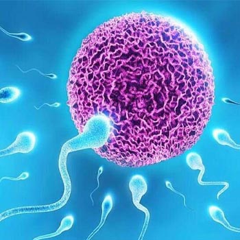 infertility in vijaywada